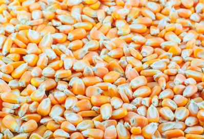 玉米出苗不全的的原因是什么，玉米养殖需要注意什么