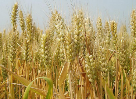 小麦需要什么生长环境，小麦养护方法总结