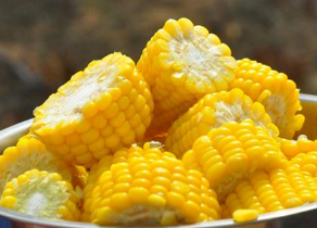 水果玉米栽培技术四要点分析 水果玉米怎么养殖