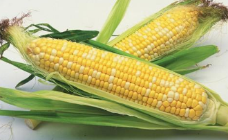 甜玉米的高产田间管理方法，甜玉米好养吗，怎么养殖