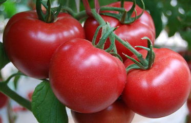 番茄如何转色变红，番茄转色技巧 番茄如何转色变红,番茄转色技巧视频
