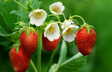 草莓苗期肥害该怎么解决，草莓好养吗，怎么养殖