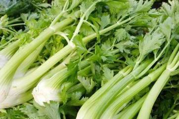 芹菜叶柄粗纤维增多的原因是什么，芹菜应该好养吗，怎么养殖