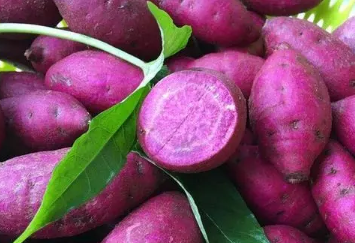 紫薯种植想要产量高怎么做 紫薯如何养殖