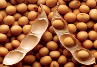 大豆高产需要掌握的种植技巧有哪些，大豆好养吗，怎么养殖比较好