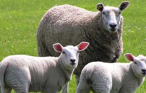 圈养杜泊羊养殖效益 杜泊羊能圈养吗
