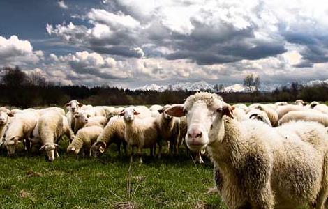 绵羊的生活习性和行为特点
