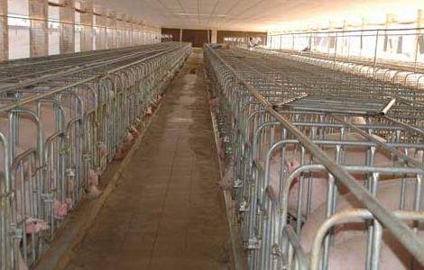 存栏上万头养猪场建设方案 年出栏十万头猪场方案