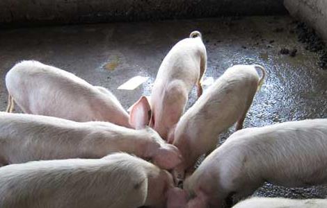 如何降低猪的饲养成本 如何降低猪的饲养成本呢