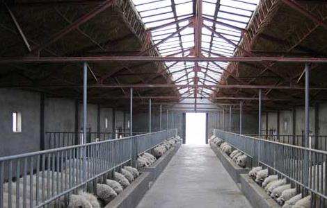 羊养殖场消毒技术 大型养羊场养羊怎么消毒