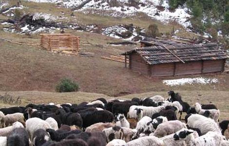 乌骨羊的养殖技术 乌骨羊养殖基地
