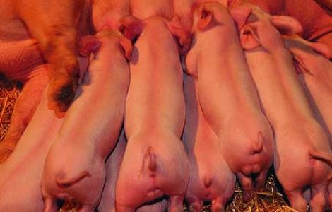 后备母猪饲养管理技术