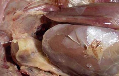 鸡大肠杆菌病防治方法 鸡大肠杆菌病如何防治?