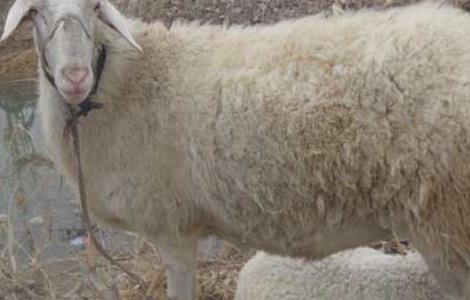 小尾寒羊牧草种植技术 小尾寒羊的饲养方法