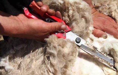 羊毛多久剪一次 羊毛多久剪一次比较好