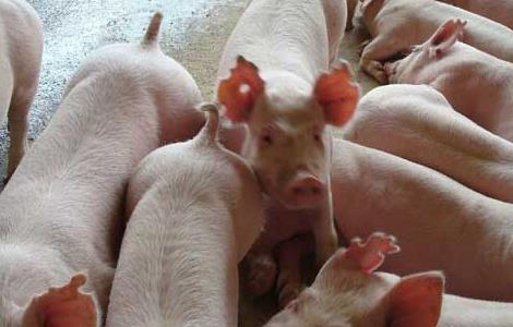 猪伪狂犬病的防治方法 猪伪狂犬病的治疗方法