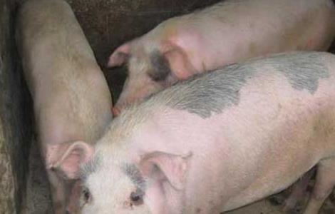 皮特兰猪养殖技术（皮特兰猪养殖技术视频）