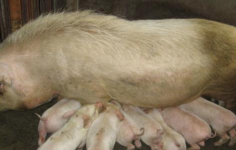 产后母猪乳汁分泌不够怎么办 母猪产仔后奶水不足