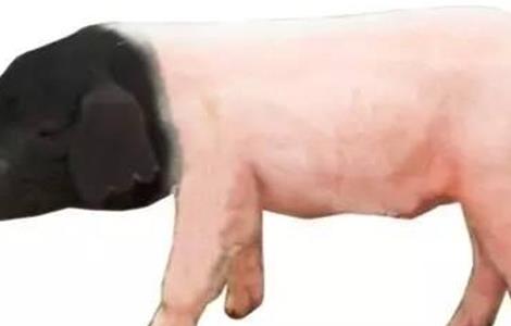 金华猪养殖技术（金华种猪养场）