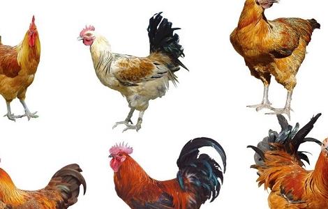 秋冬季四大常见鸡病的诊断和防治 鸡秋冬季常见病的症状和治鸡