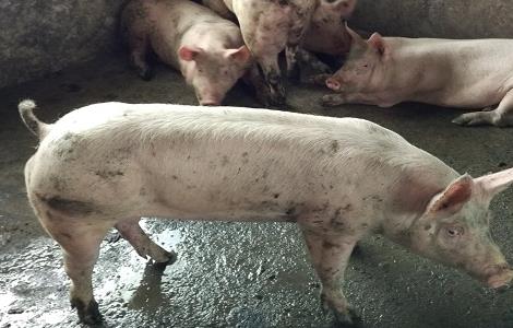 国外养猪的科学增重方法 国外养猪发达的技术支撑