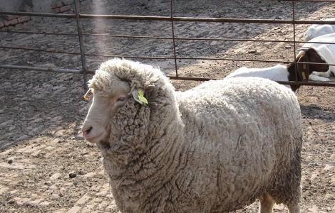 大型圈养羊的常见四类疾病 大型圈养羊的常见四类疾病是