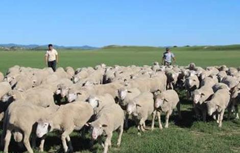 夏季养羊的注意事项（夏季养羊10项注意事项）