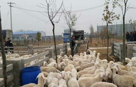 夏季养羊的常见病及防治 今日分享夏季养羊常见病