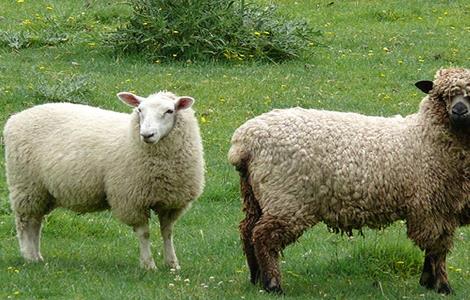 防止羊寄生虫的方法（防止羊寄生虫的方法是什么）
