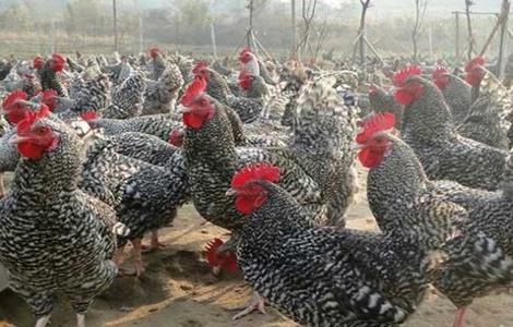 产蛋率最高的几种鸡 哪种鸡产蛋率最高