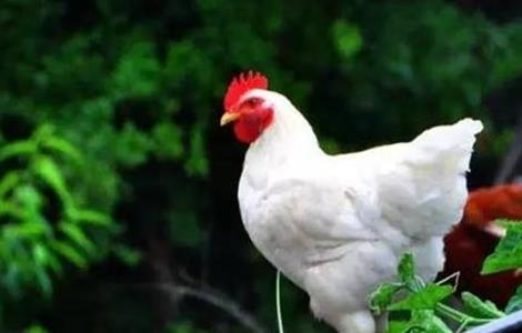 白羽肉鸡的养殖方法 白羽肉鸡的养殖方法图解