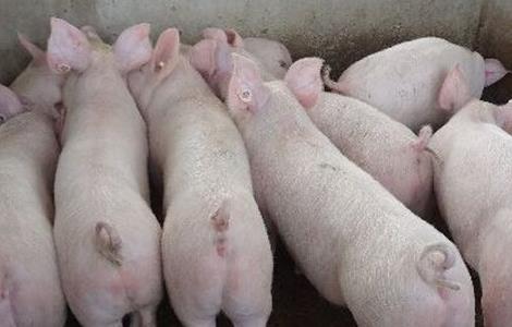 养猪场常用的疫苗 养猪场常用的疫苗种类