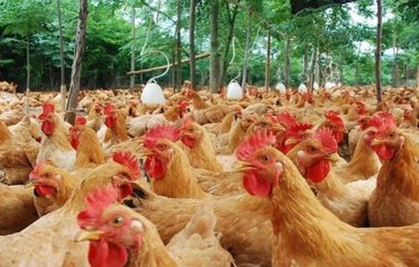肉鸡养殖产量低该怎么办 肉鸡养殖问题