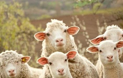 冬季养殖绵羊的管理要点 冬季养殖绵羊的管理要点有哪些