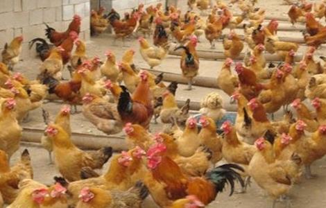 养鸡场如何防治禽流感 养鸡场如何防治禽流感疫病