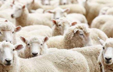 影响肉羊养殖效益的因素 影响肉羊养殖效益的因素有哪些