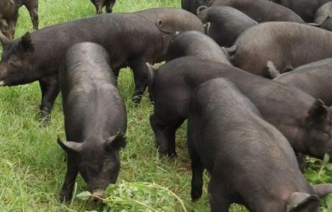 黑猪养殖的日常管理（黑猪养殖的日常管理措施）