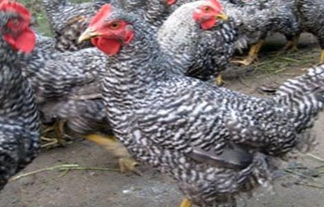 芦花鸡的管理方法 芦花鸡养殖技术要点