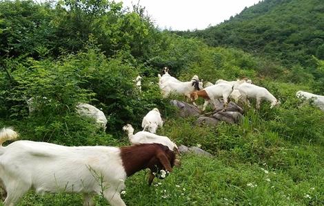 波尔山羊引种初期的管理方法 波尔山羊喂养与管理