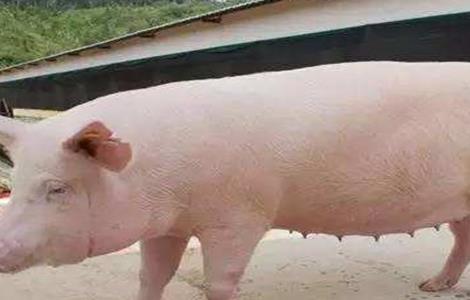 后备母猪饲养管理方法（后备母猪管理及饲喂方法）