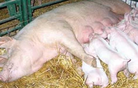 预防母猪压死仔猪的方法（如何防止仔猪被母猪压）