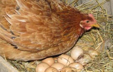 如何使蛋鸡多产蛋