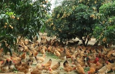 林下养鸡饲养管理技术 林下养鸡养殖技术