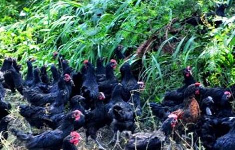 林下养鸡常见问题 林下养鸡注意事项和预防病害