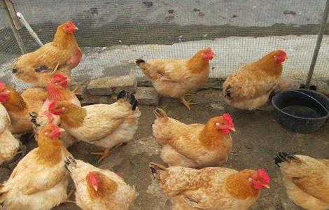 春季蛋鸡饲养管理要点 春季蛋鸡饲养管理要点和措施
