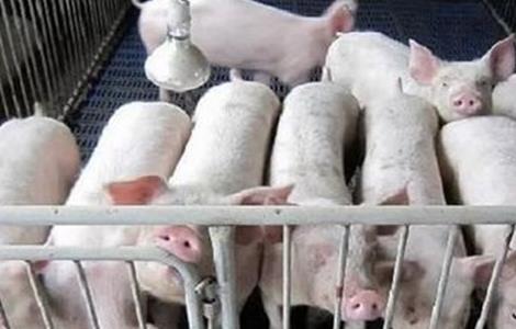 保育猪饲养管理要点（保育猪的饲养管理和注意事项）