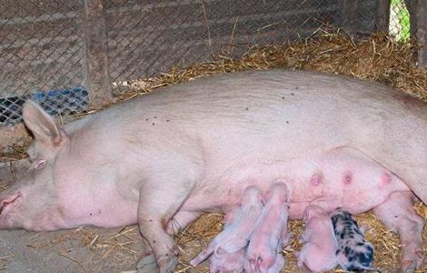 母猪的饲养管理要点 母猪的饲养管理要点是什么