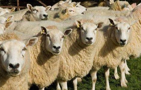 如何预防养羊场中羊病的发生 养羊病怎么预防羊得病