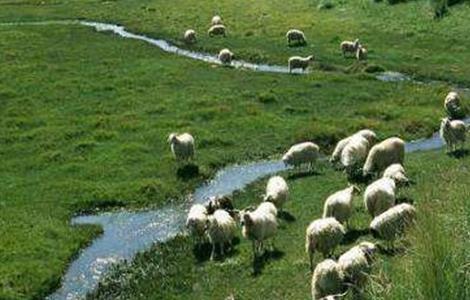肉羊四季放牧管理 羊的四季放牧技术