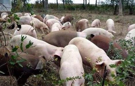 非洲猪瘟 非洲猪瘟传播途径